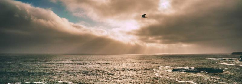 International Master